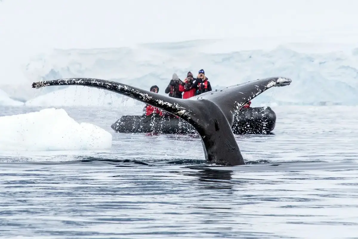 Antarctica whales watching