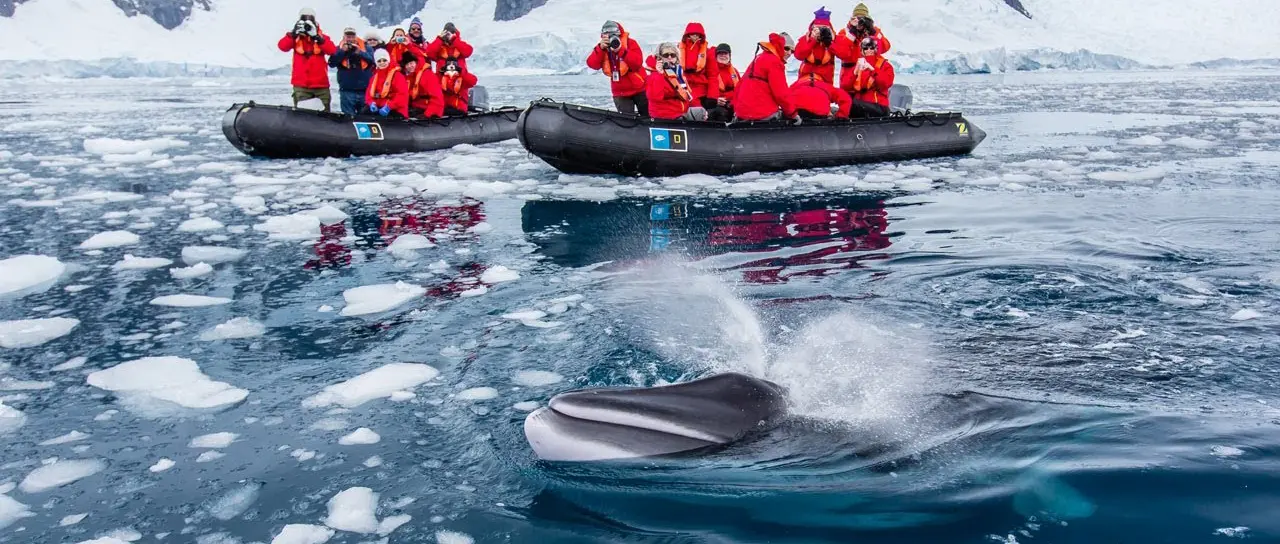 Whale Watching in Antarctica