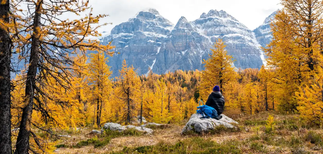 Fall foliage Alberta